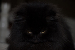 Week-07-Lo-Sguardo