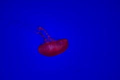 Week-08-Justs-Floating