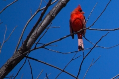 Week-14-A-Red-Dot-in-the-Sky