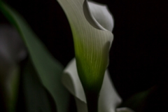 Week-16-Natures-Flute