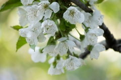 Week-21-Cherry-Blossoms