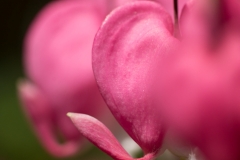 Week-22-Pretty-in-Pink