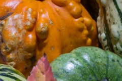 Week-39-Autumn-Harvest