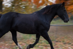 Week-42-Panning Midnight