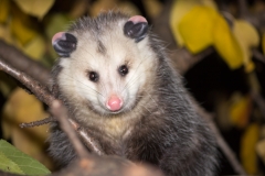 Week-45-Peeking Opossum