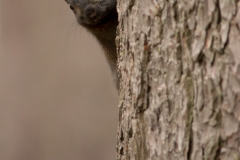 Week-49-Peek-A-Boo