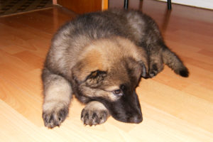 Brodie as a Puppy