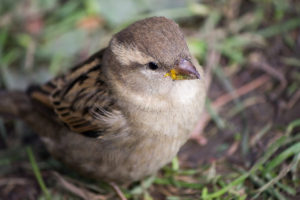 Sparrow