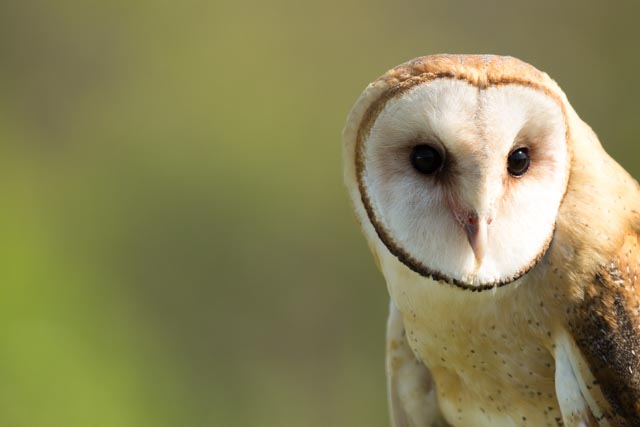Barn Owl