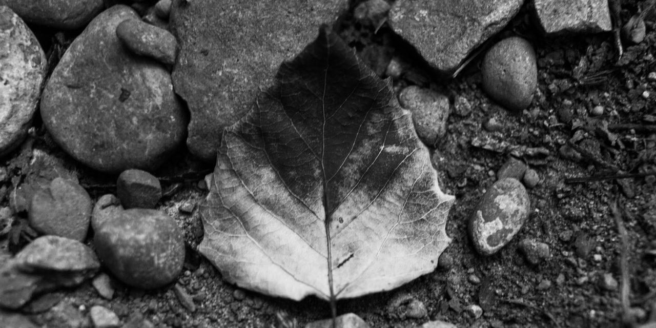 Fallen