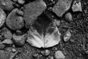 Fallen