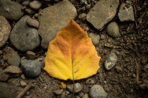Fallen-Leaf