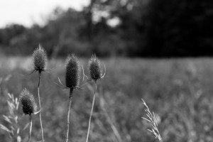 Thistle