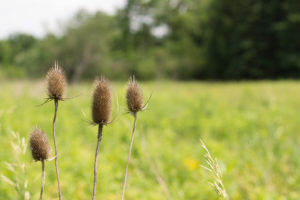 thistle