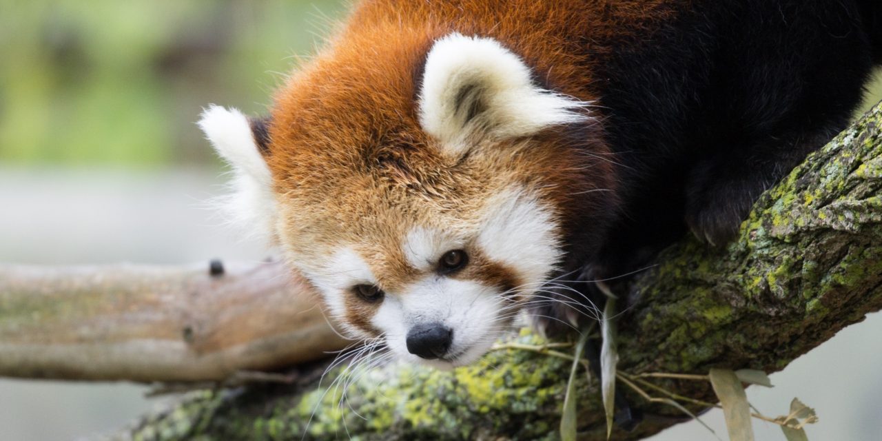 Red Panda