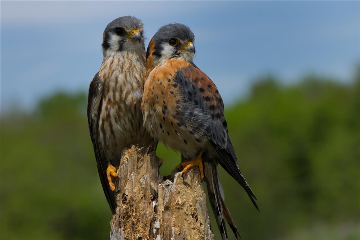 Birds of Prey 2014 - Paws The Moment Photography